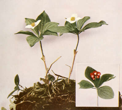 Image of bunchberry dogwood