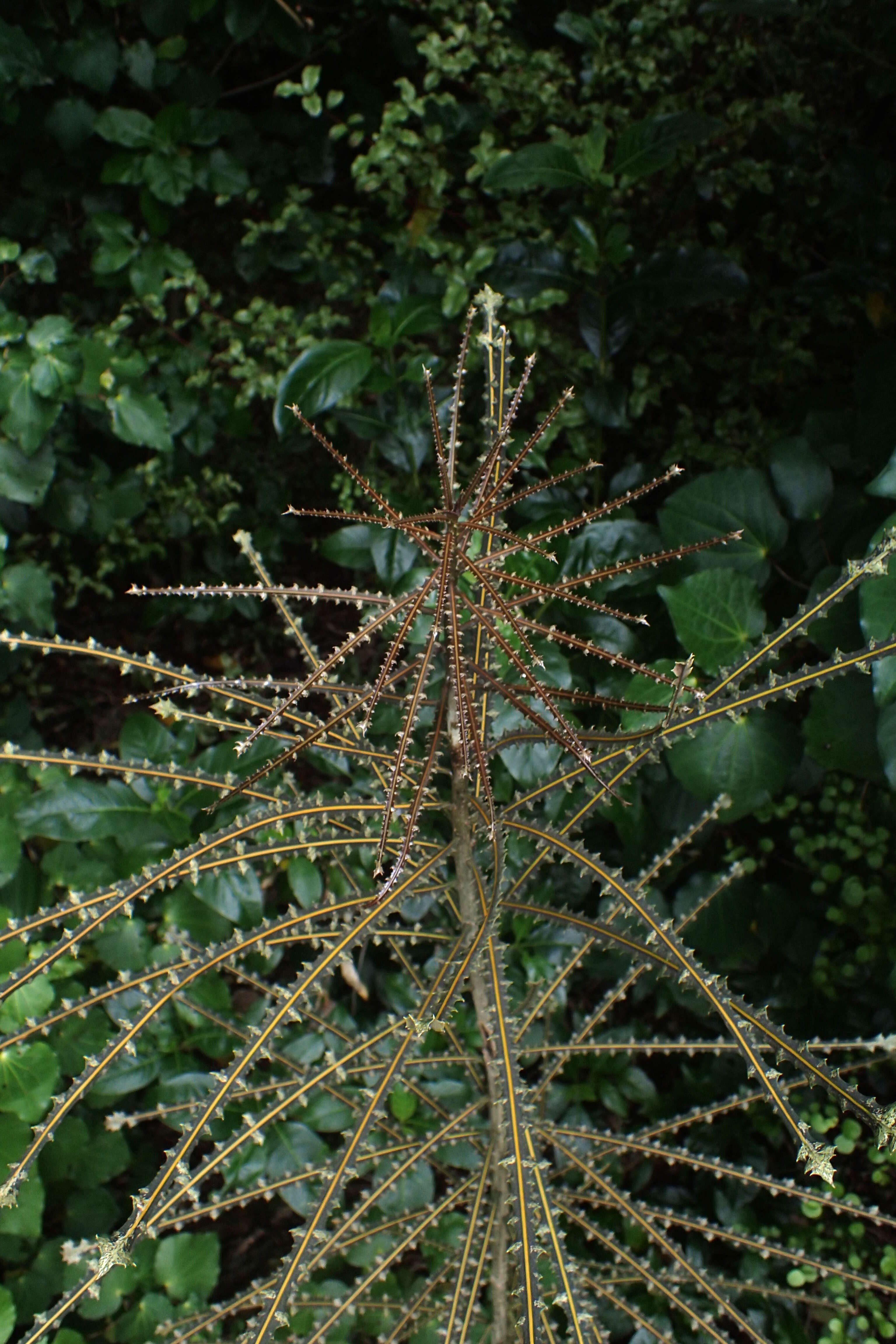 Image of Fierce lancewood