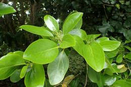 Image of Griselinia lucida (J. R. Forst. & G. Forst.) G. Forst.