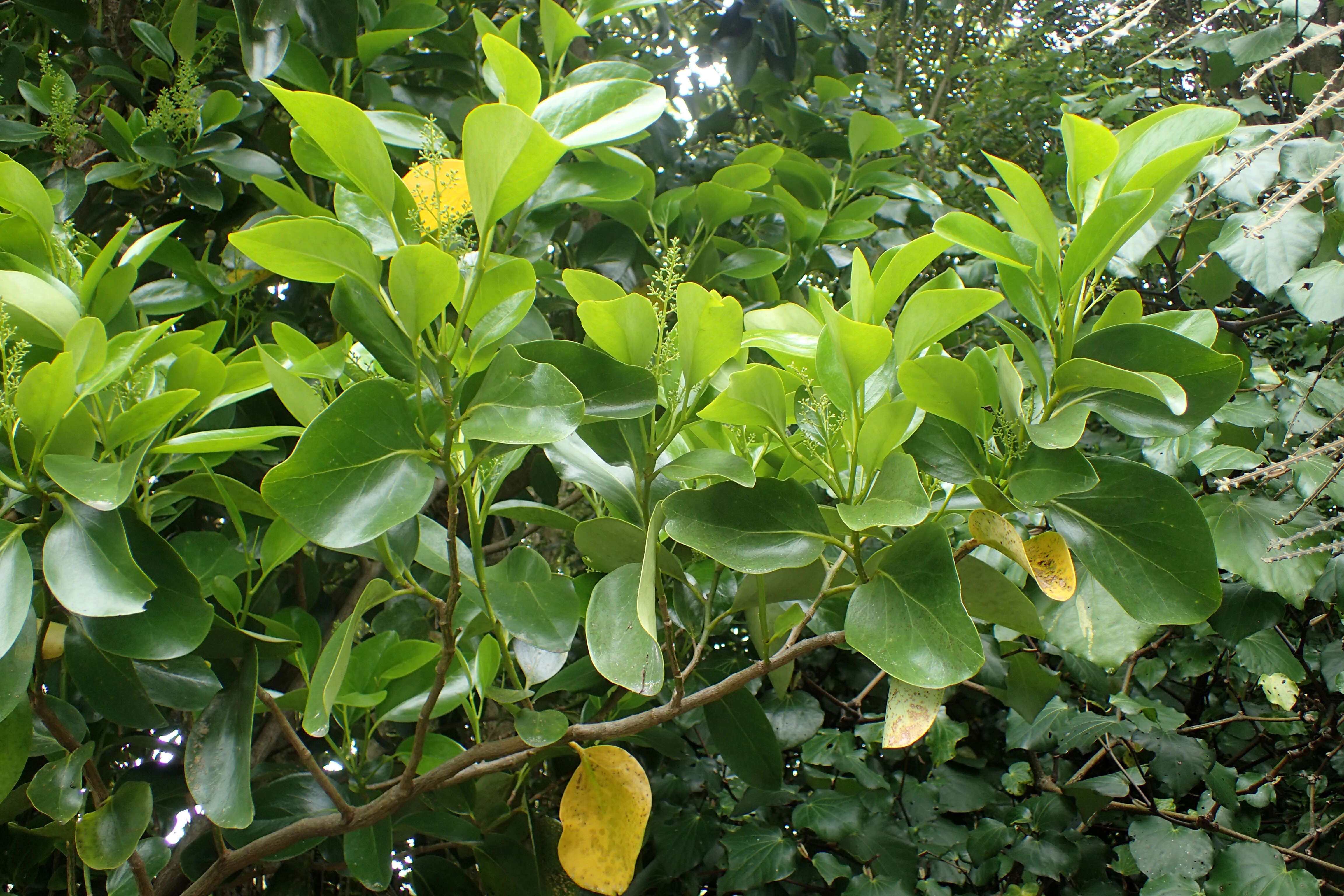 Image of Griselinia lucida (J. R. Forst. & G. Forst.) G. Forst.