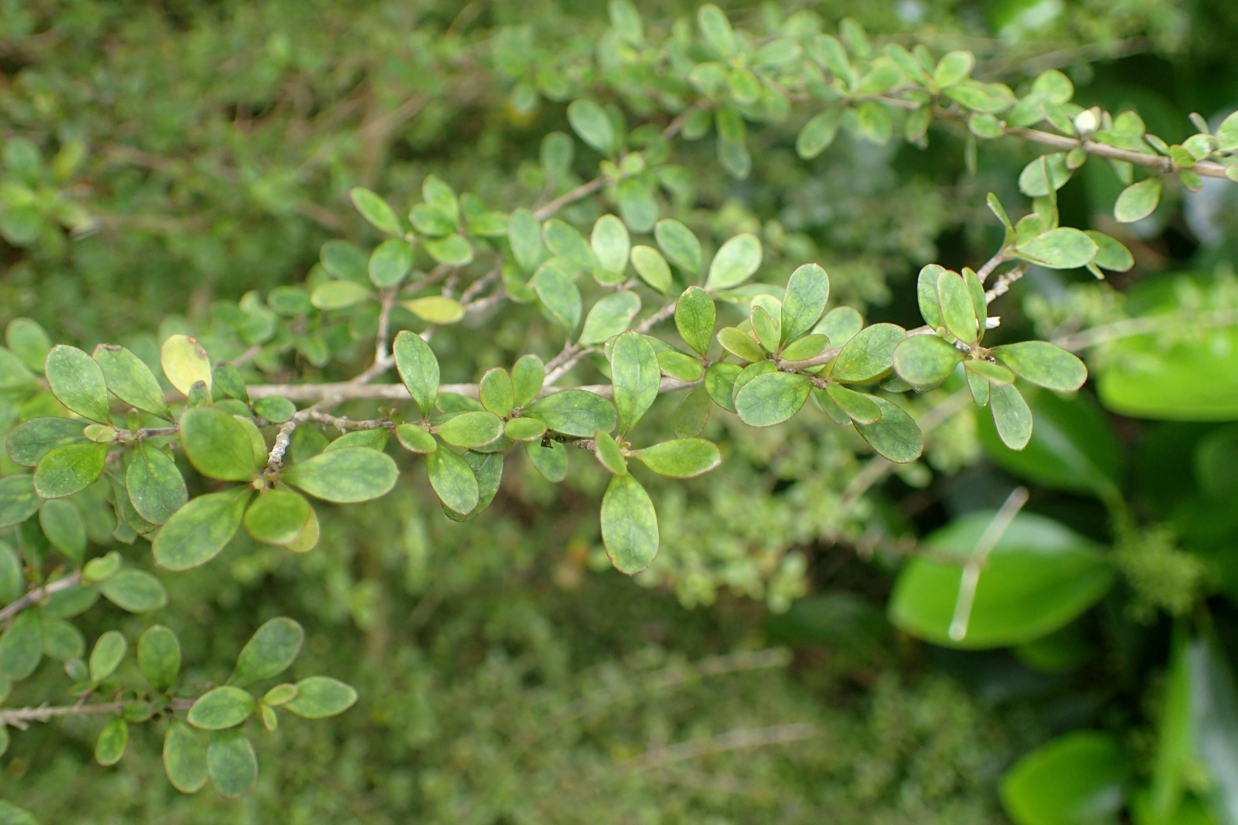 Imagem de Coprosma parviflora Hook. fil.