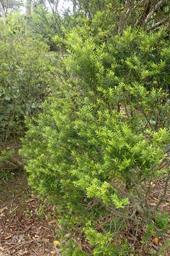 Sivun Veronica diosmifolia R. Cunn. kuva