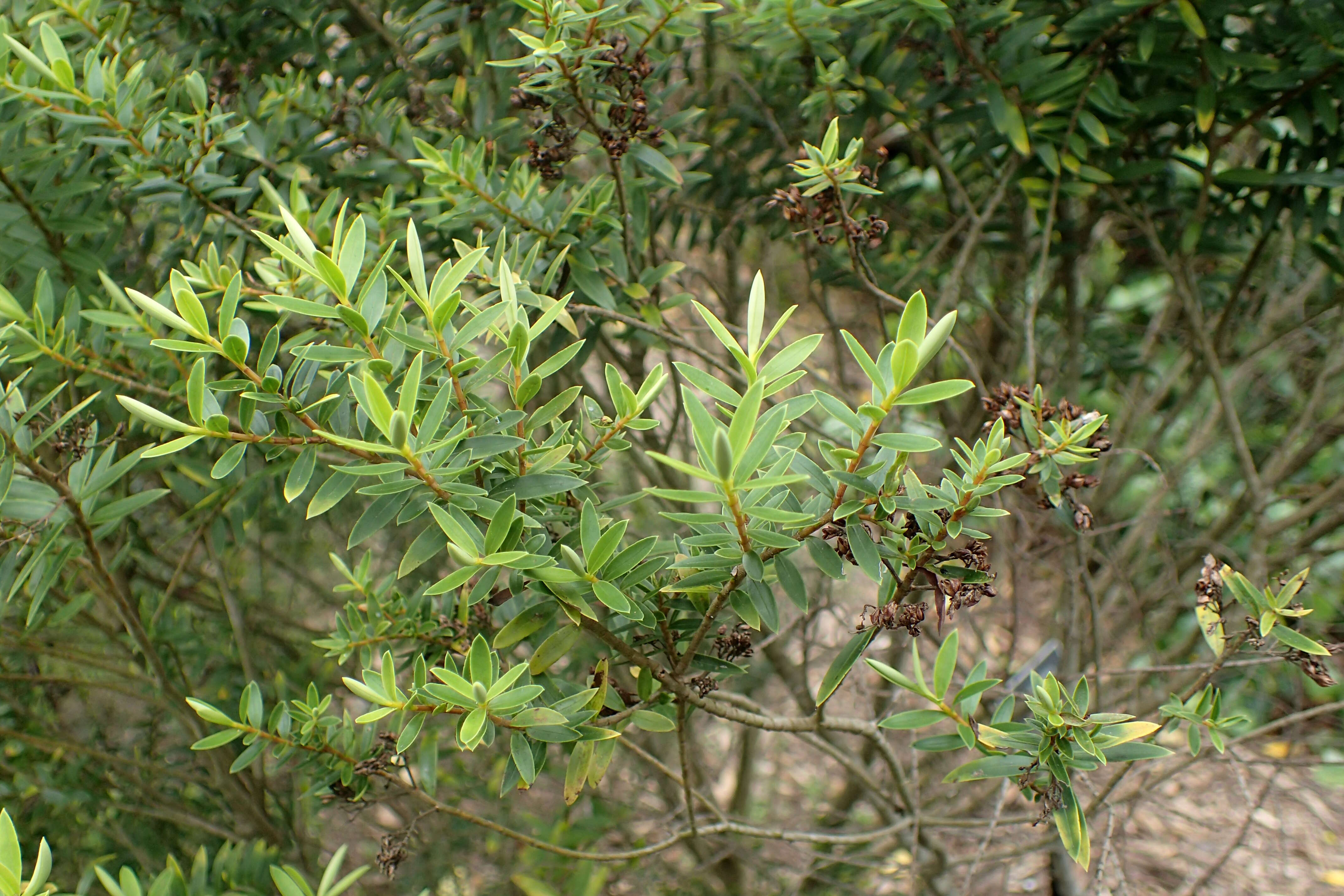 Sivun Veronica diosmifolia R. Cunn. kuva