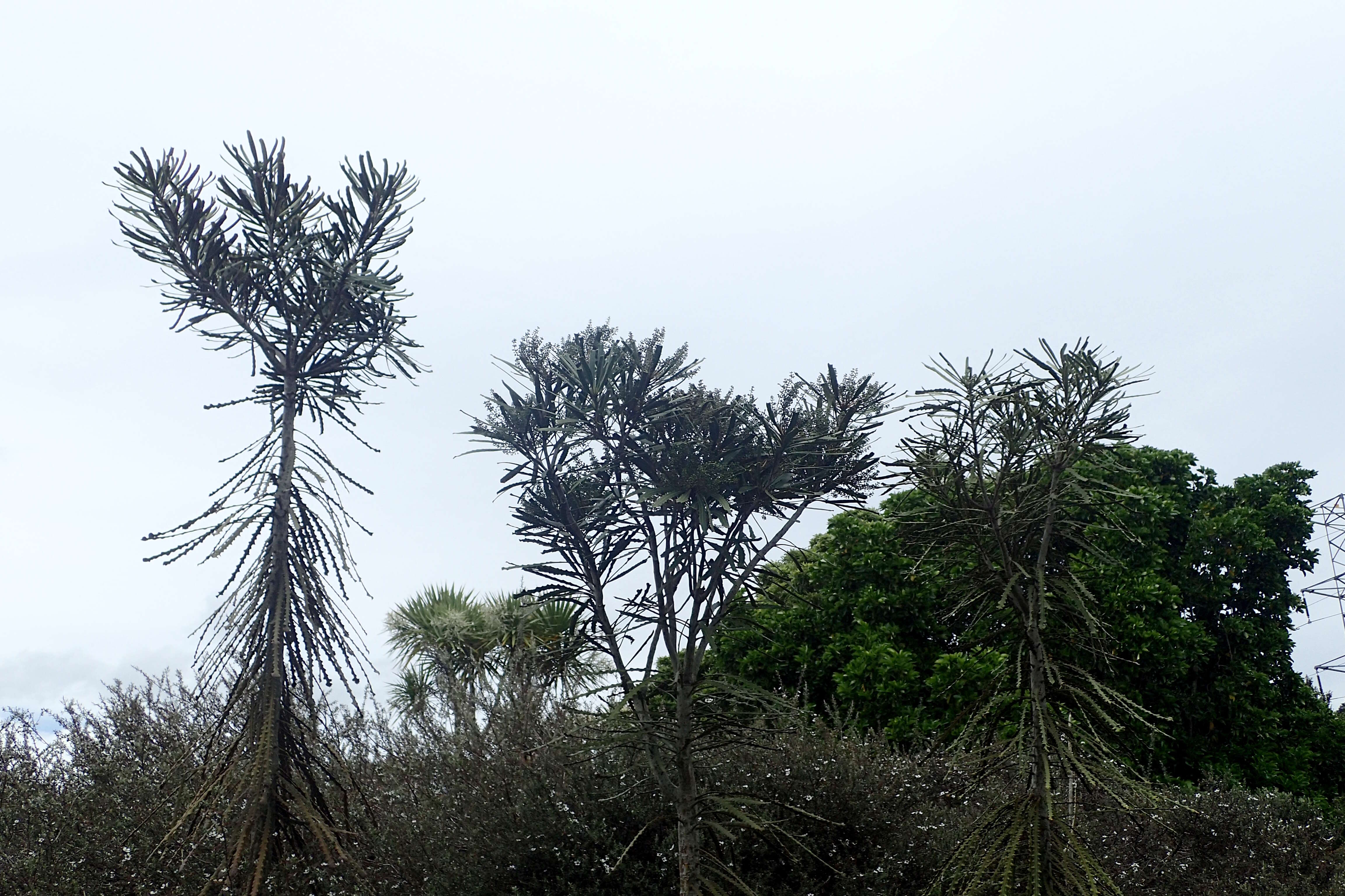 Image of Fierce lancewood