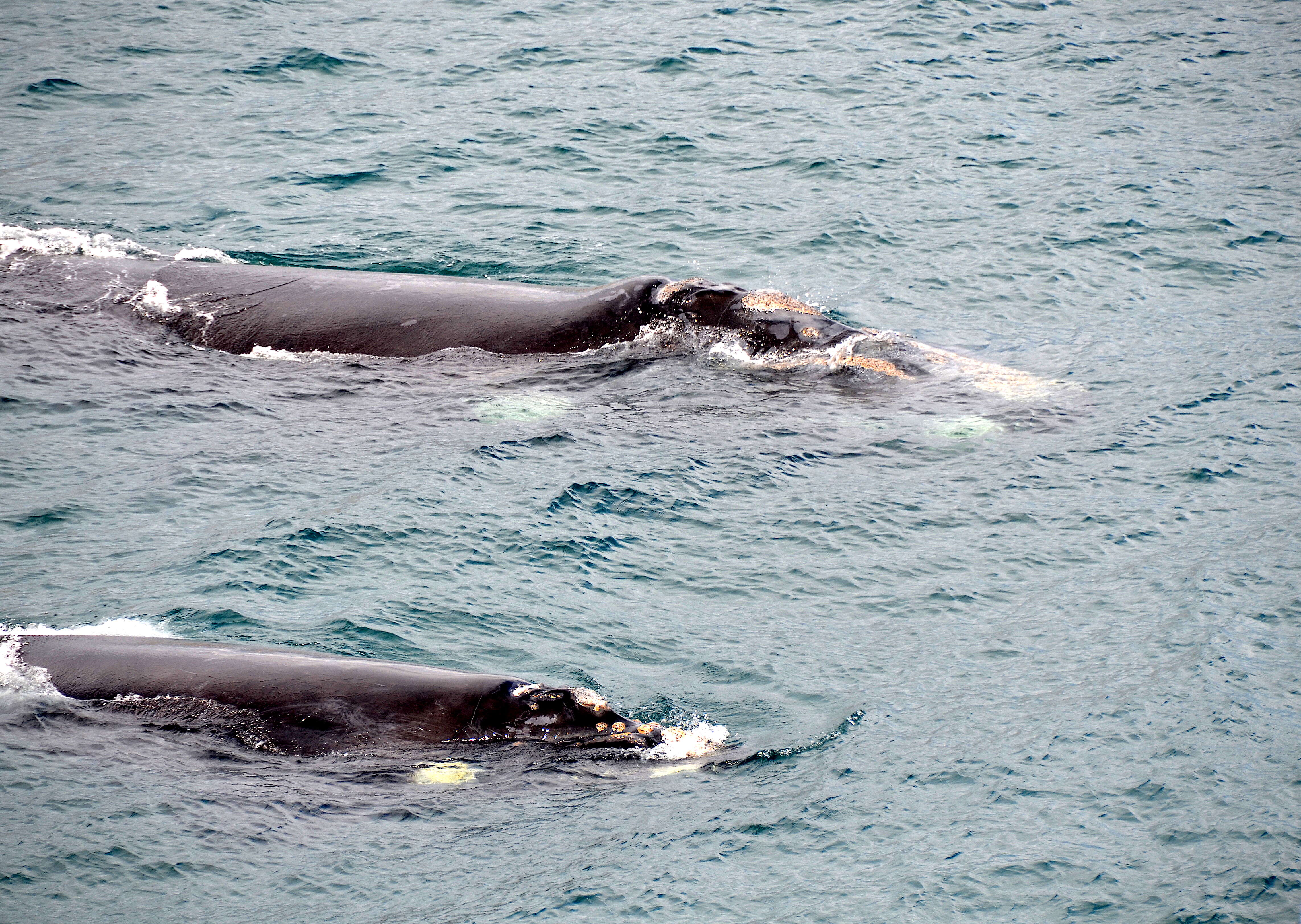 Image of Southern Right Whale