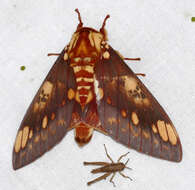 Image of Citheronia hamifera Rothschild 1907