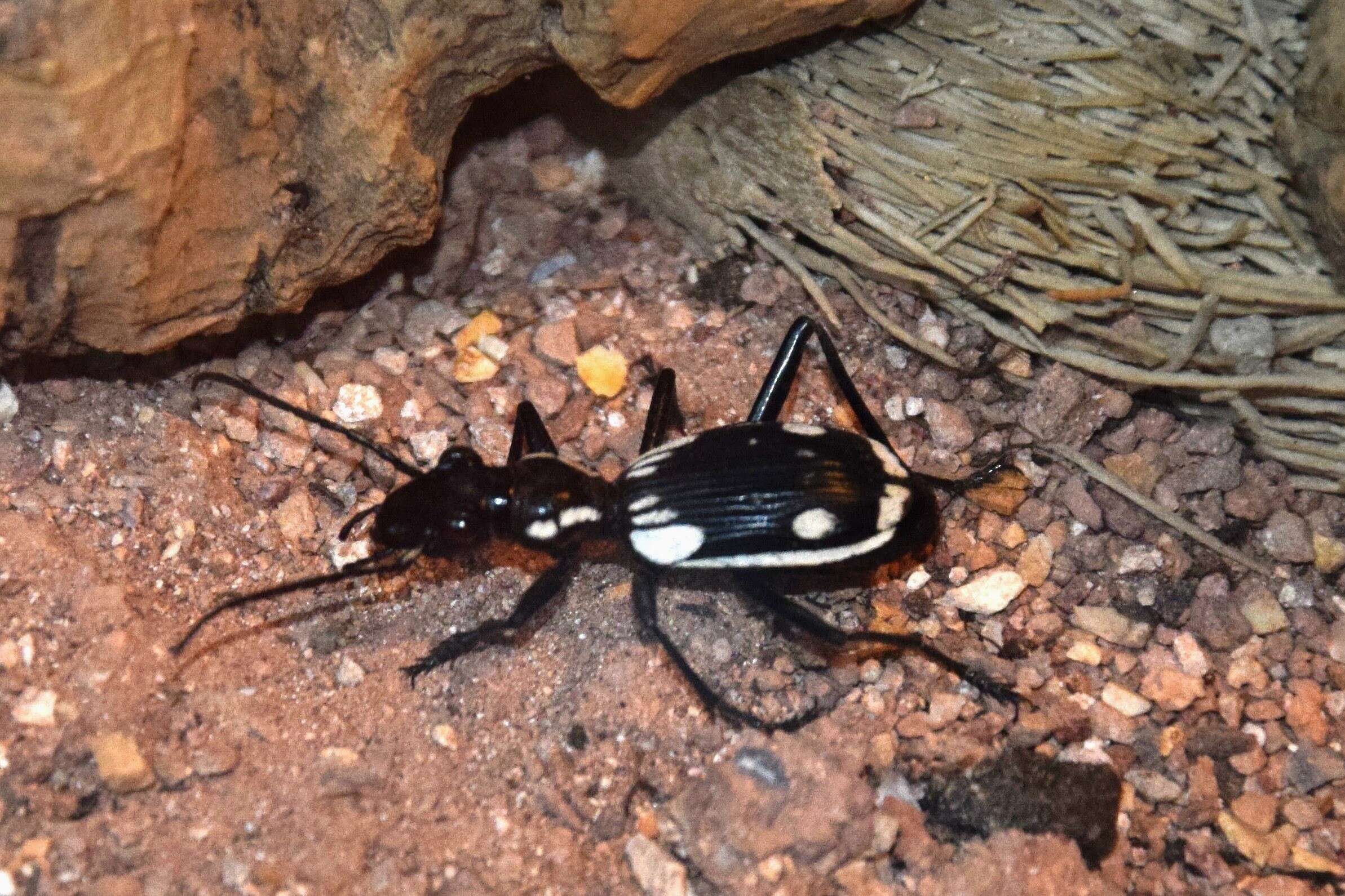 Image of Anthia (Termophilum) sexmaculata (Fabricius 1787)