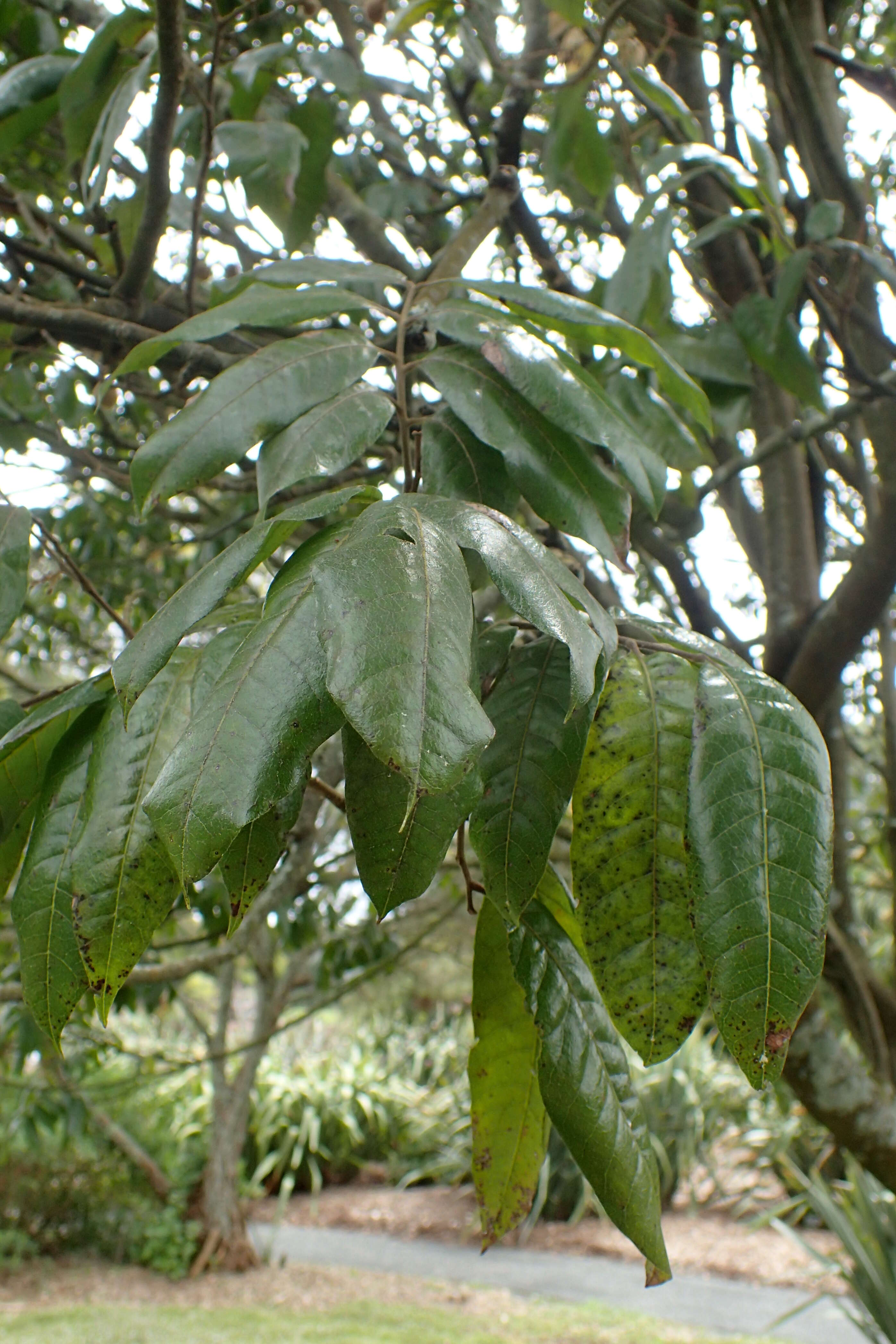 Image of New Zealand Oak