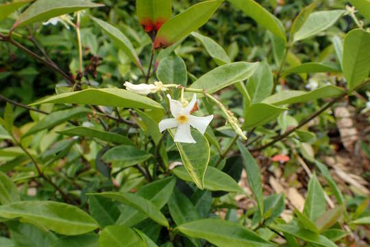 Plancia ëd Trachelospermum asiaticum (Sieb. & Zucc.) Nakai