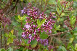 Sivun Veronica diosmifolia R. Cunn. kuva