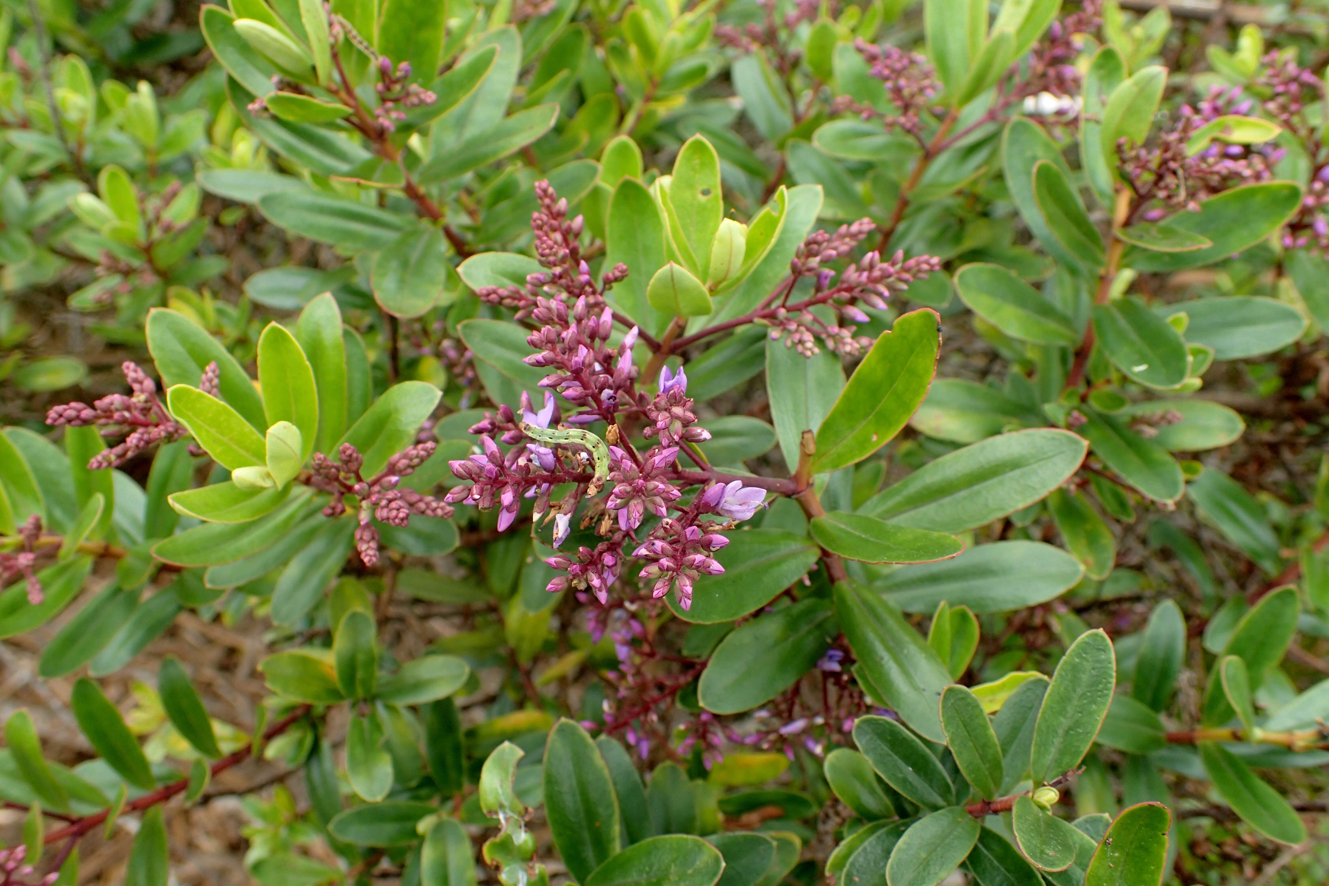 Sivun Veronica diosmifolia R. Cunn. kuva