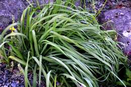 Image of Branched St Bernard's lily