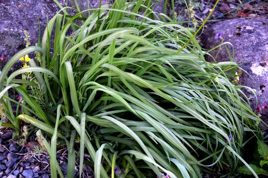 Image of Branched St Bernard's lily