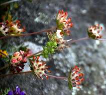 Слика од Anthyllis vulneraria L.