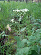 Image of roundleaf thoroughwort