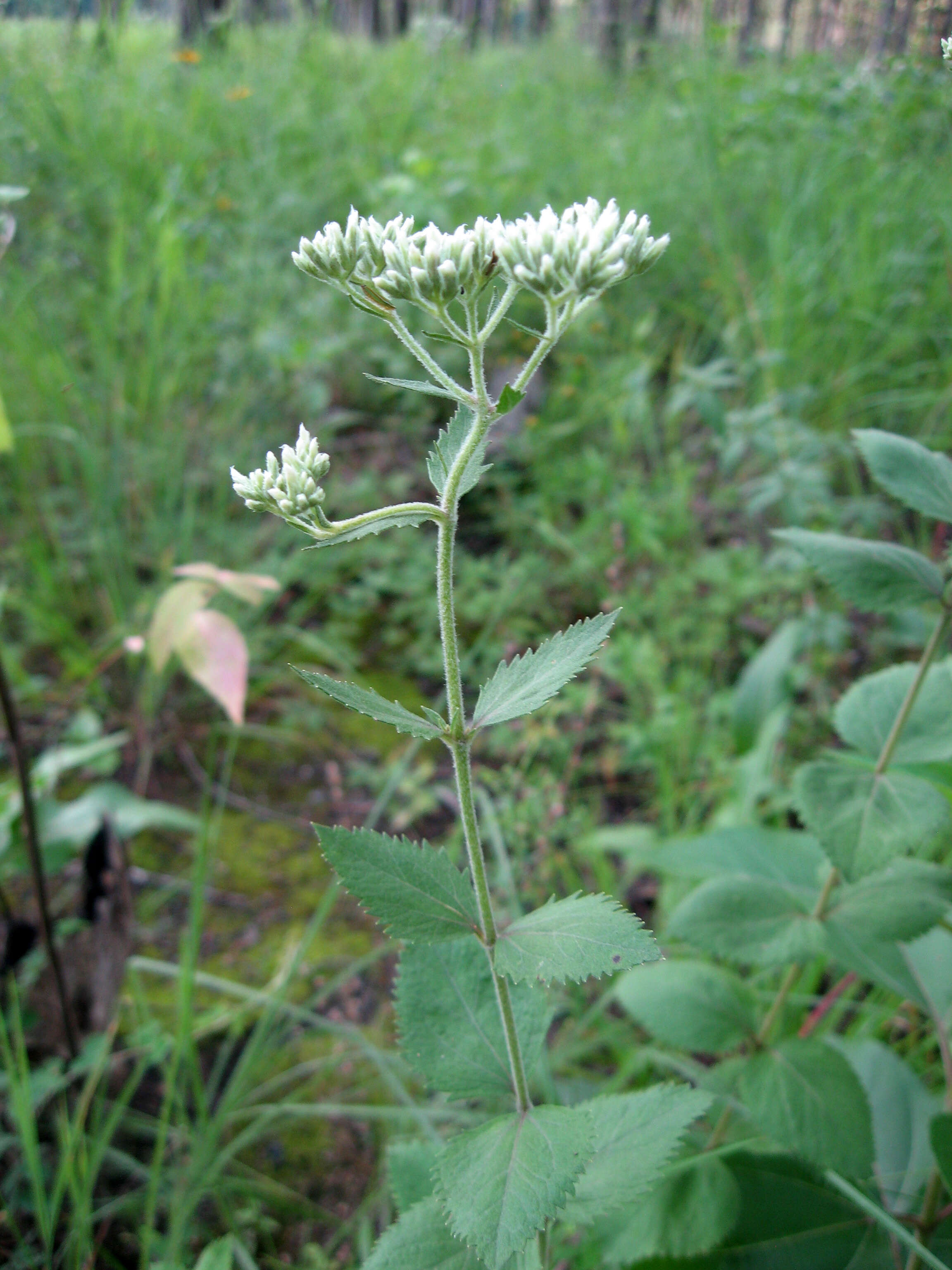 Eupatorium rotundifolium L. resmi