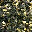 Image of Chrysojasminum parkeri (Dunn) Banfi