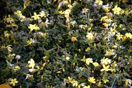 Image of Chrysojasminum parkeri (Dunn) Banfi