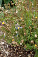 Image of blue daisy