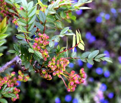 Imagem de Sorbus reducta Diels