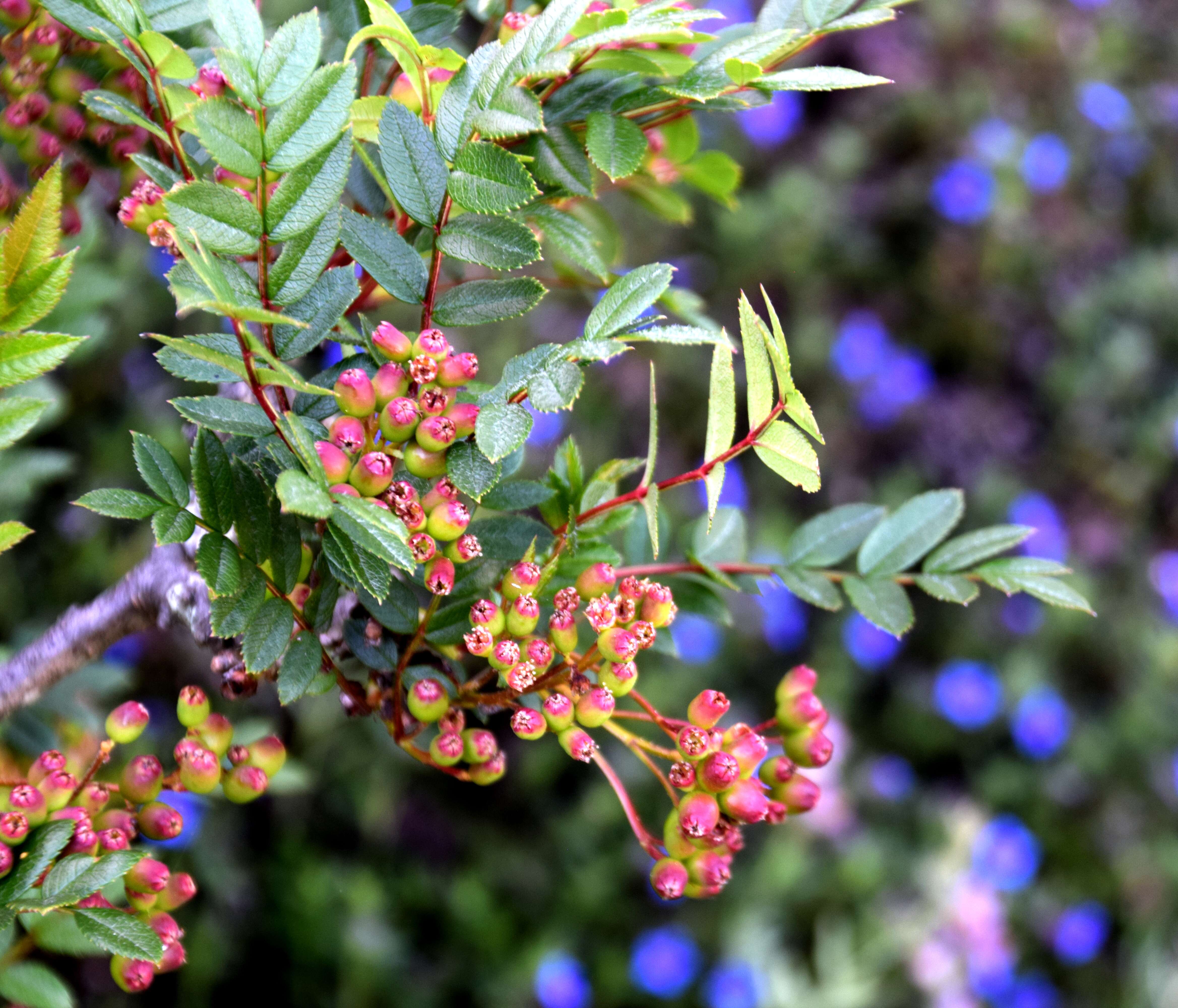 Imagem de Sorbus reducta Diels