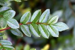 Imagem de Sorbus reducta Diels