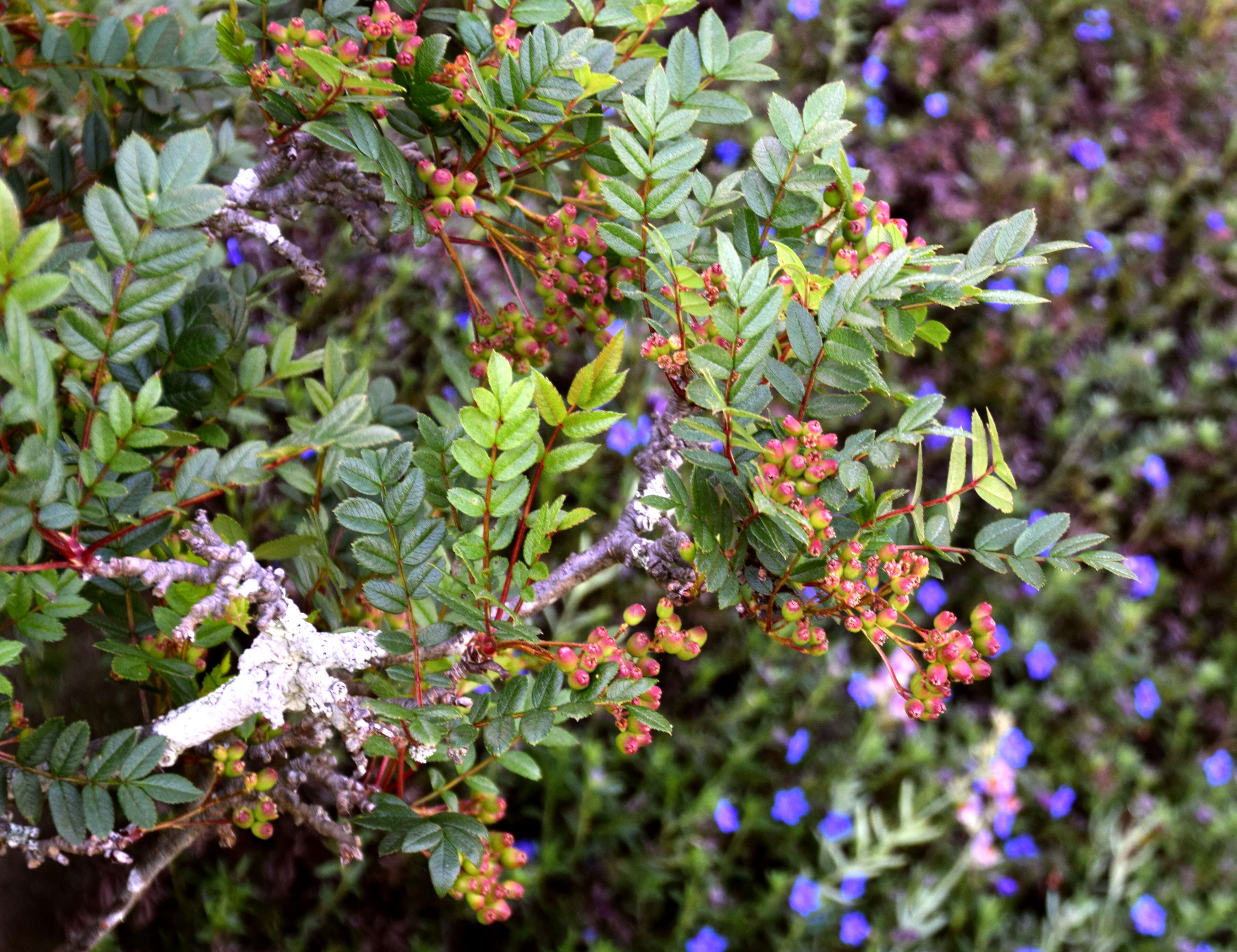 Imagem de Sorbus reducta Diels