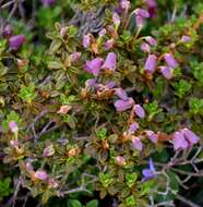 Imagem de Rhododendron campylogynum Franch.