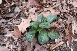 Image of American wintergreen