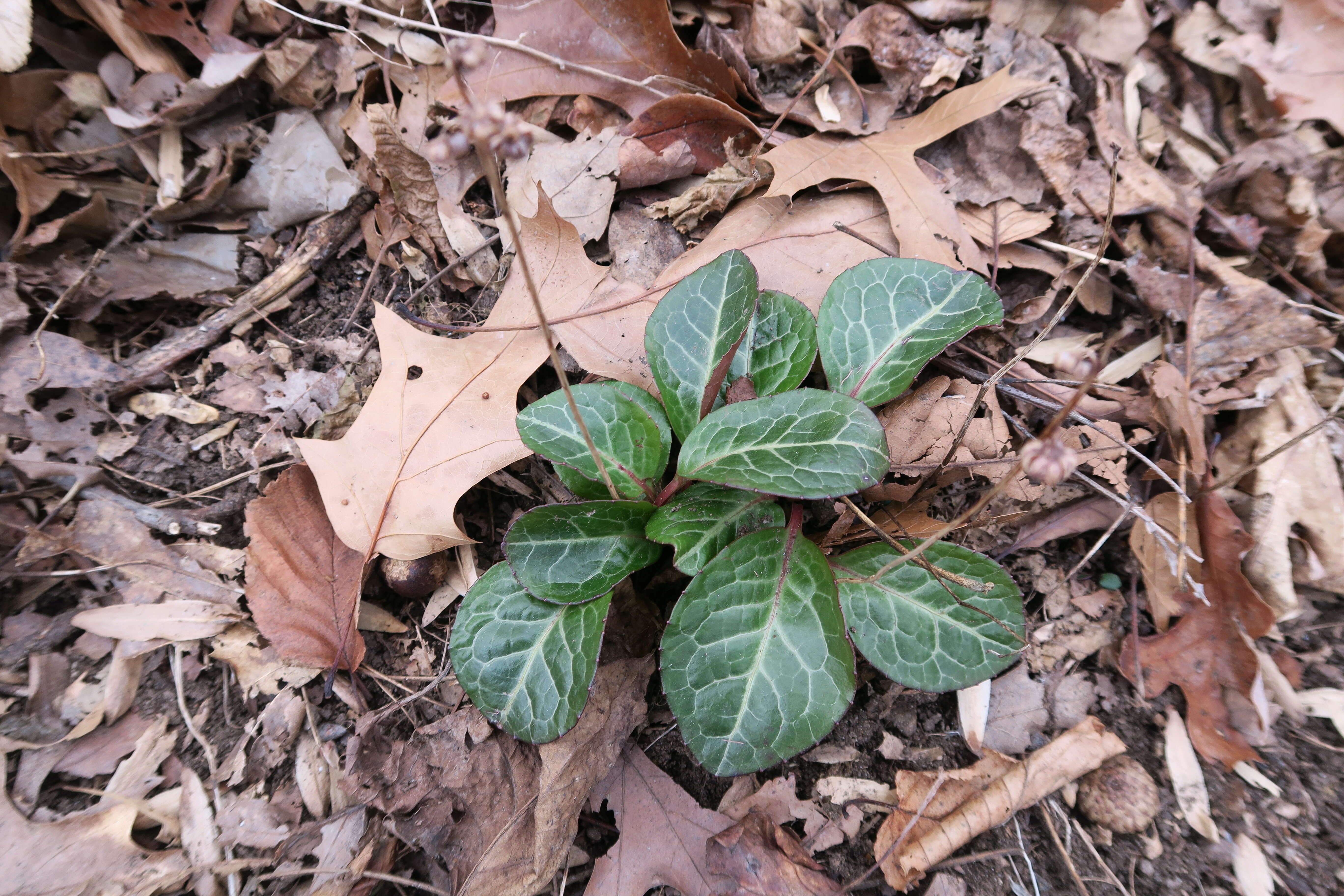 Image of American wintergreen