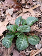 Image of American wintergreen