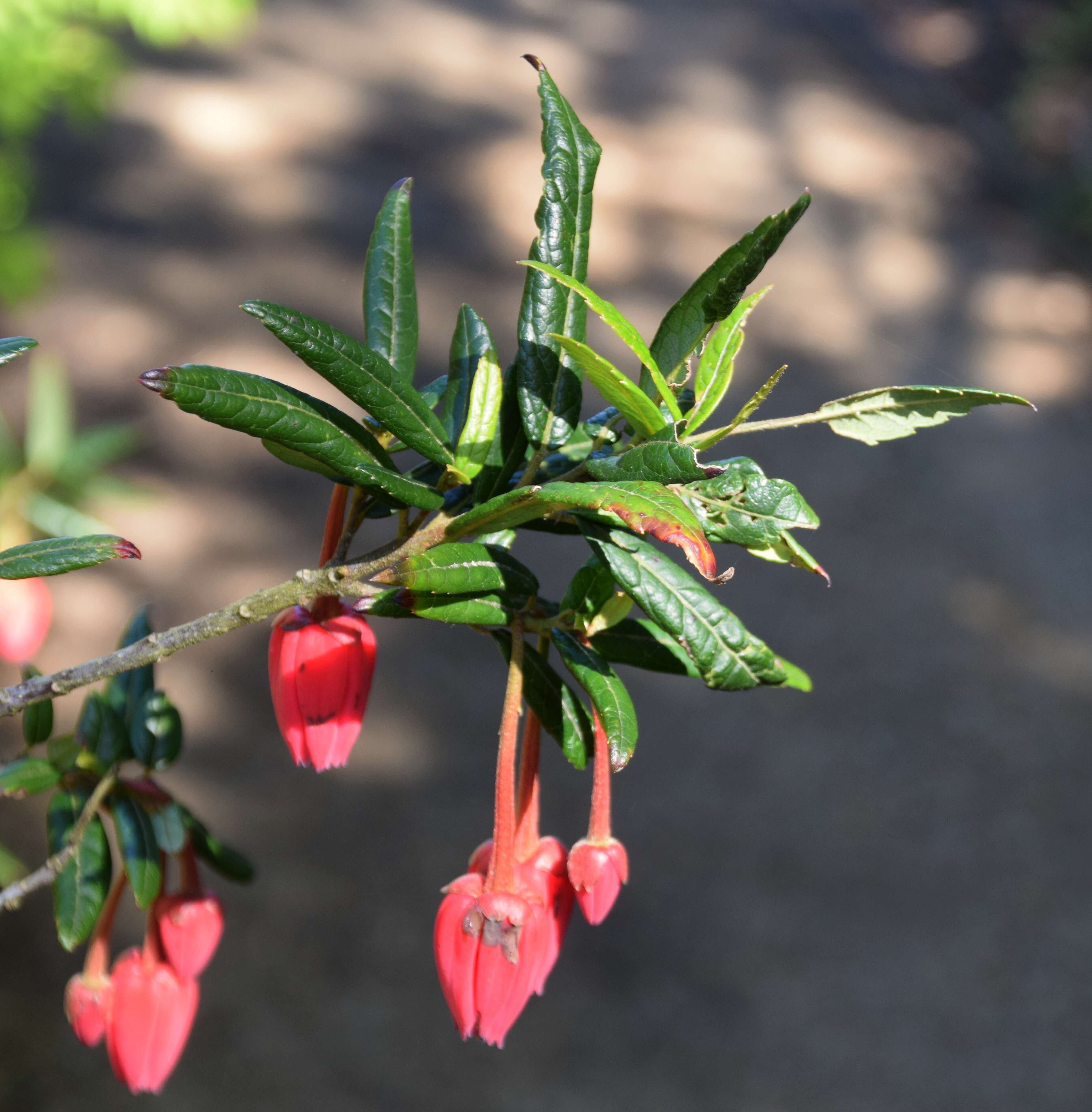 Image of Chilean Lantern Tree