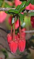 Image of Chilean Lantern Tree