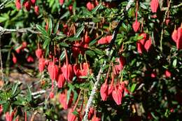 Image of Chilean Lantern Tree