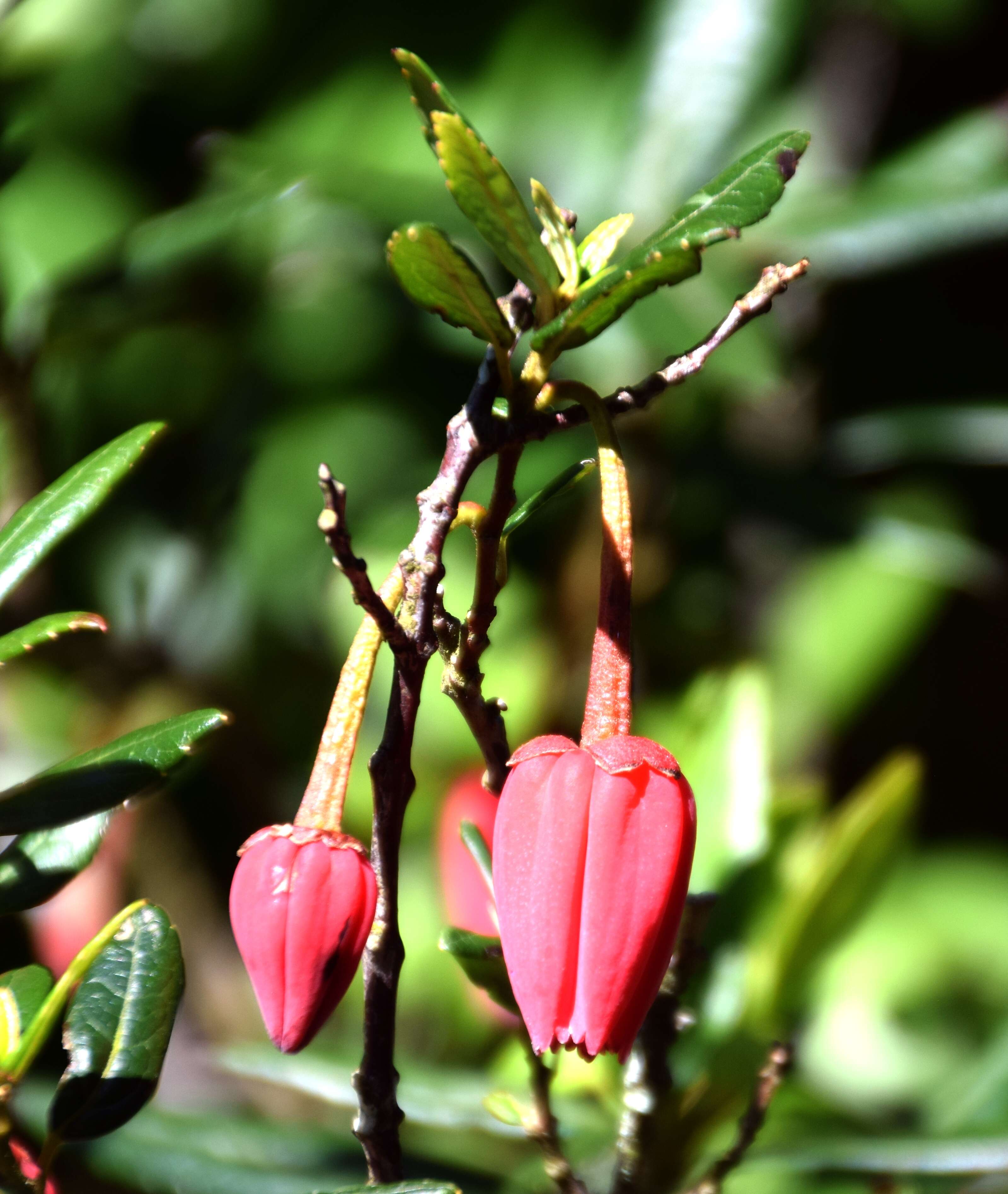 Image of Chilean Lantern Tree