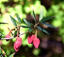 Image of Chilean Lantern Tree