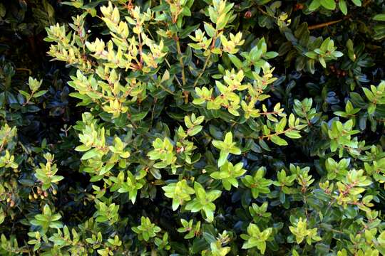 Слика од Eucryphia cordifolia Cav.