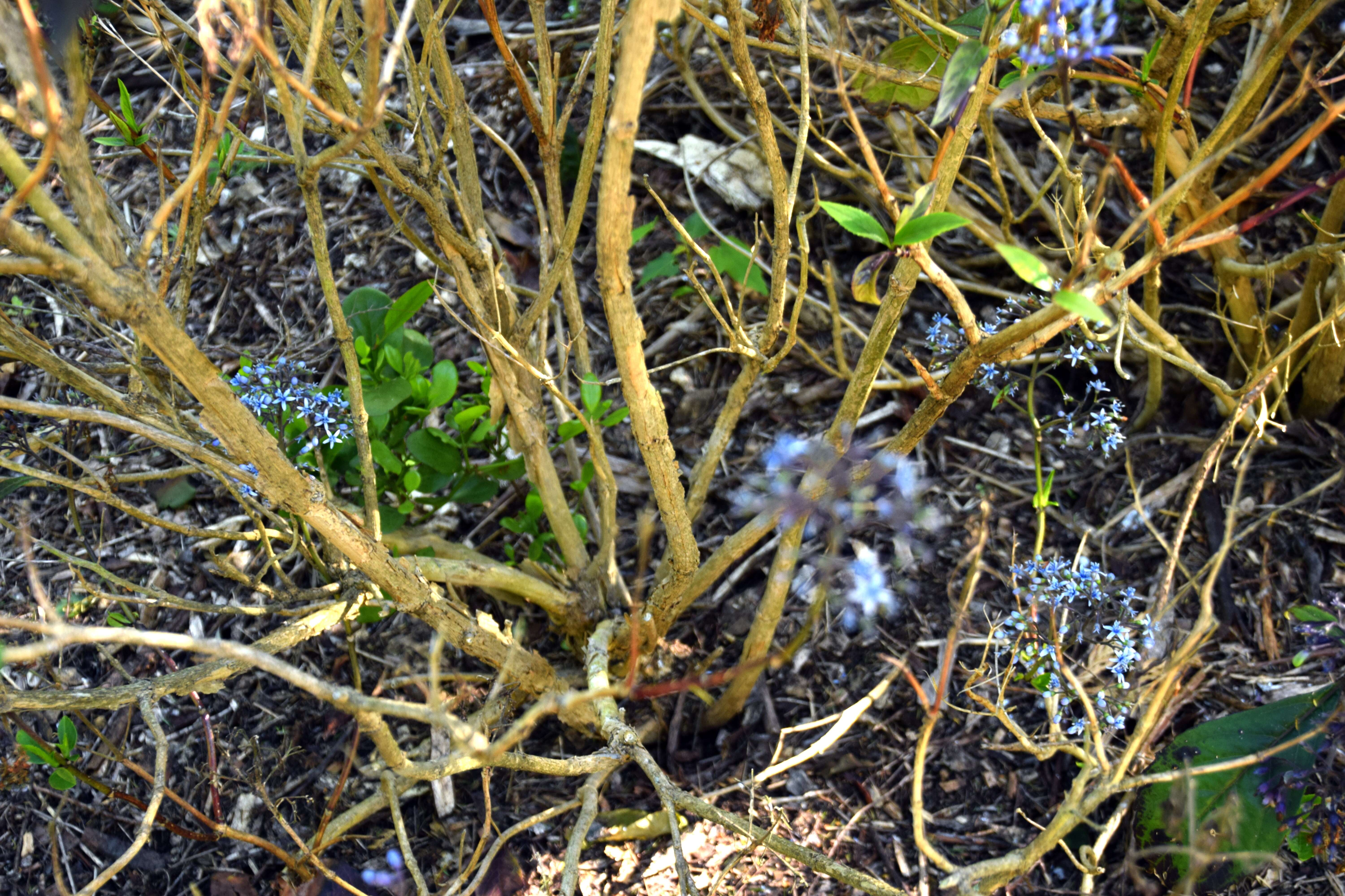 Image of Hydrangea febrifuga (Lour.) Y. De Smet & Granados