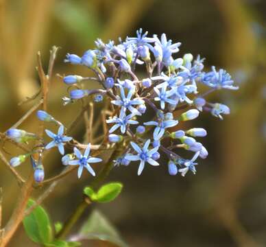 Image of Hydrangea febrifuga (Lour.) Y. De Smet & Granados