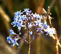 Image of Hydrangea febrifuga (Lour.) Y. De Smet & Granados