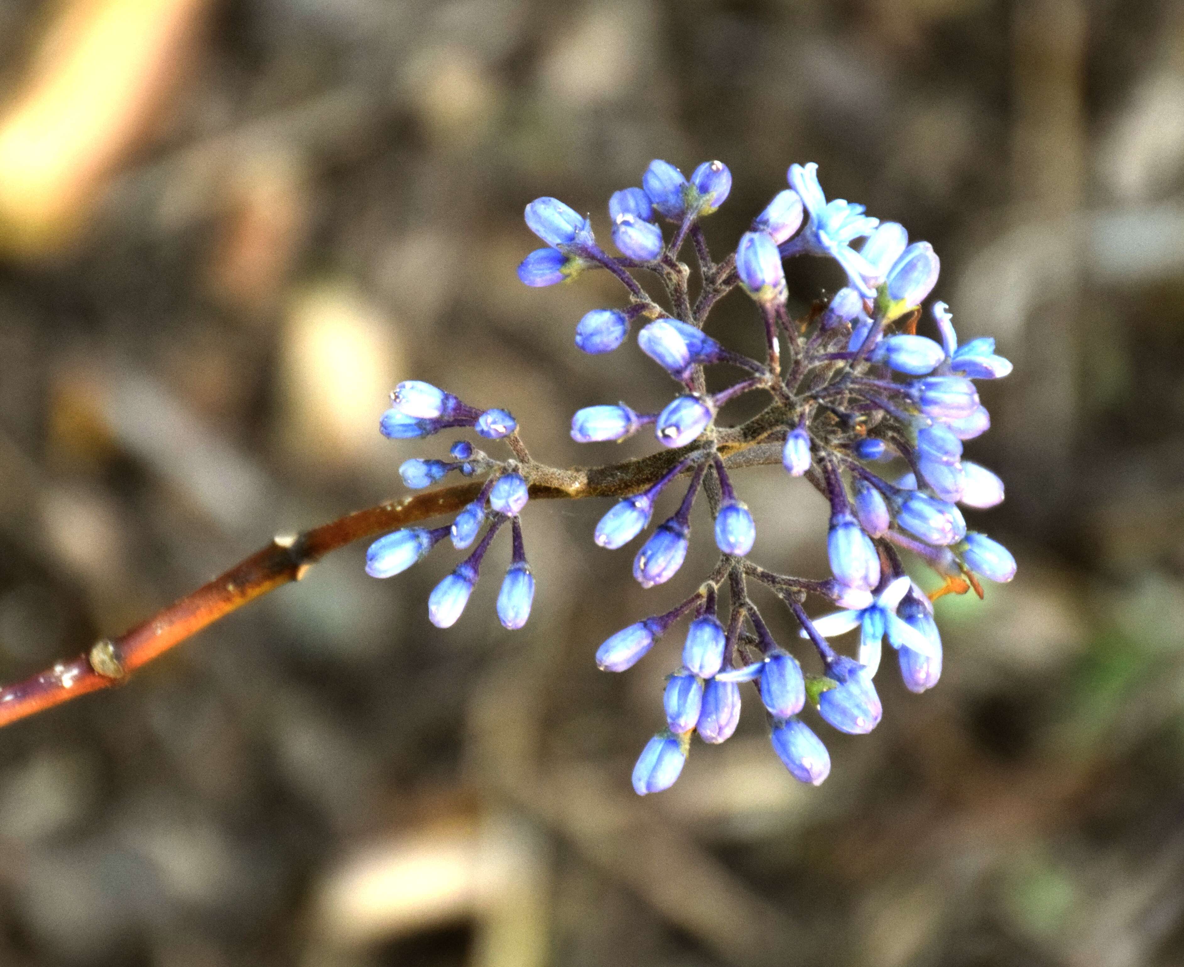 Image of Hydrangea febrifuga (Lour.) Y. De Smet & Granados