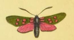 Image of six-spot burnet