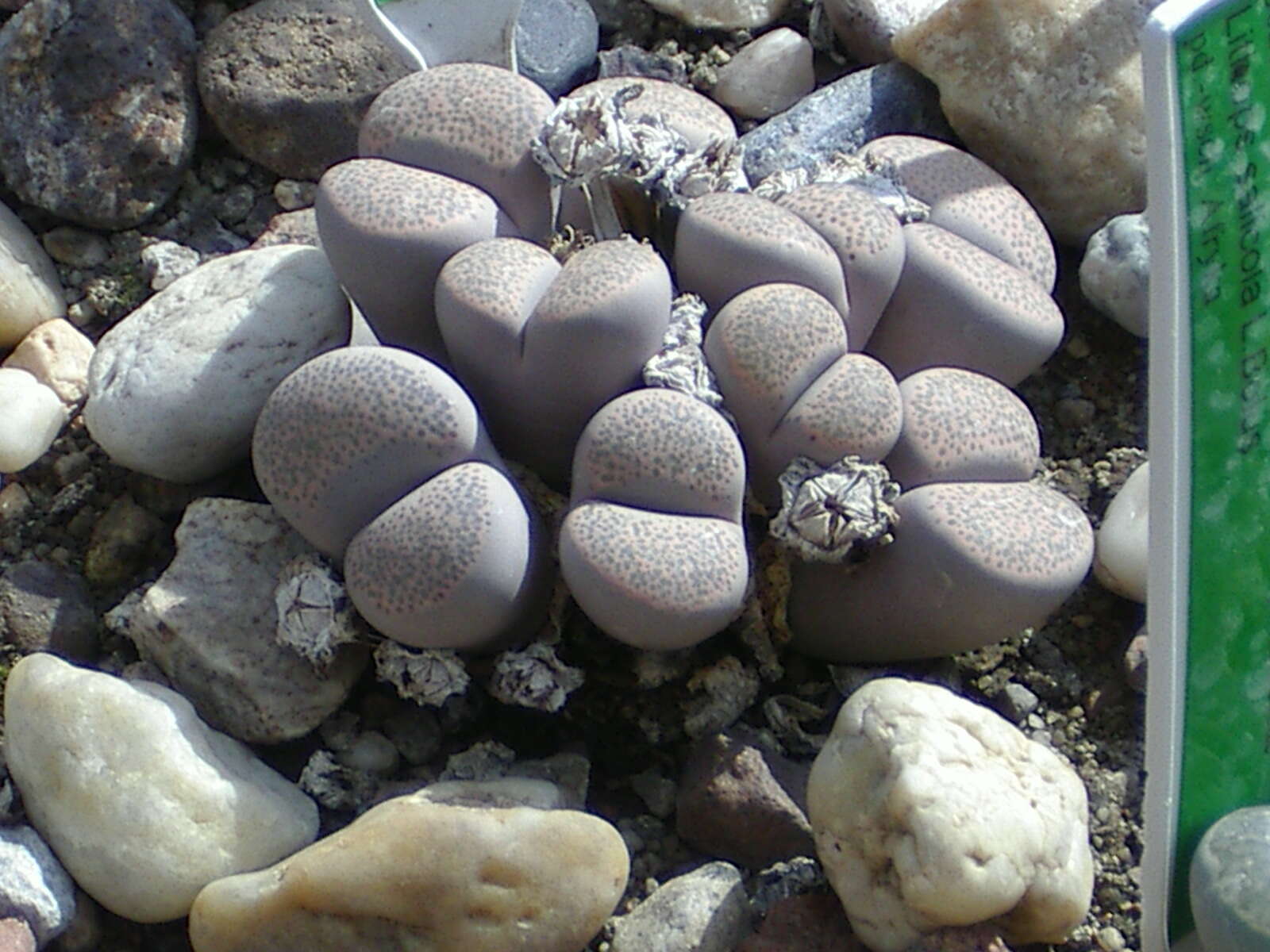 Image of Lithops localis (N. E. Br.) Schwant.
