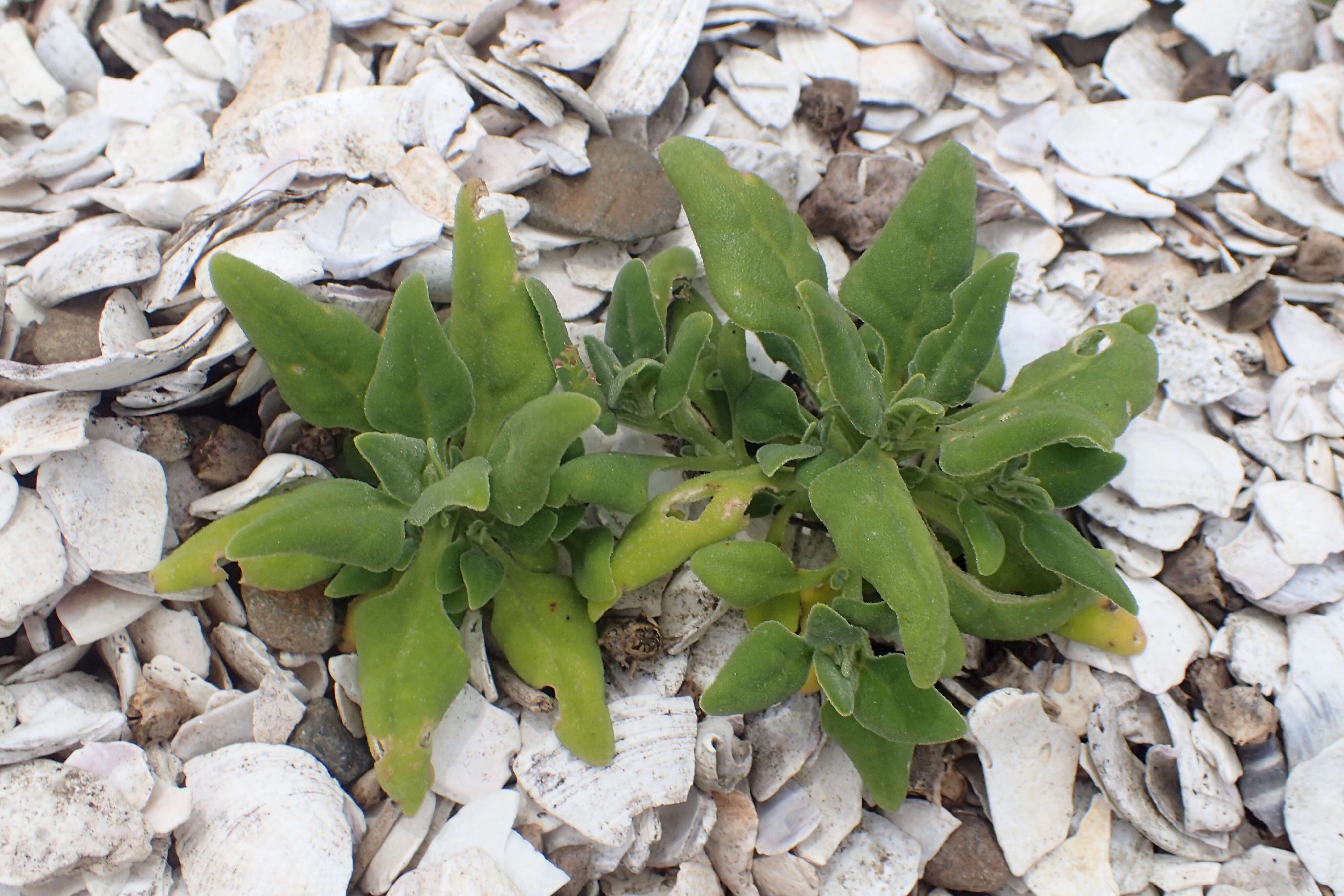 Image of New Zealand spinach