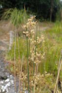 Image of Juncus edgariae L. A. S. Johnson & K. L. Wilson