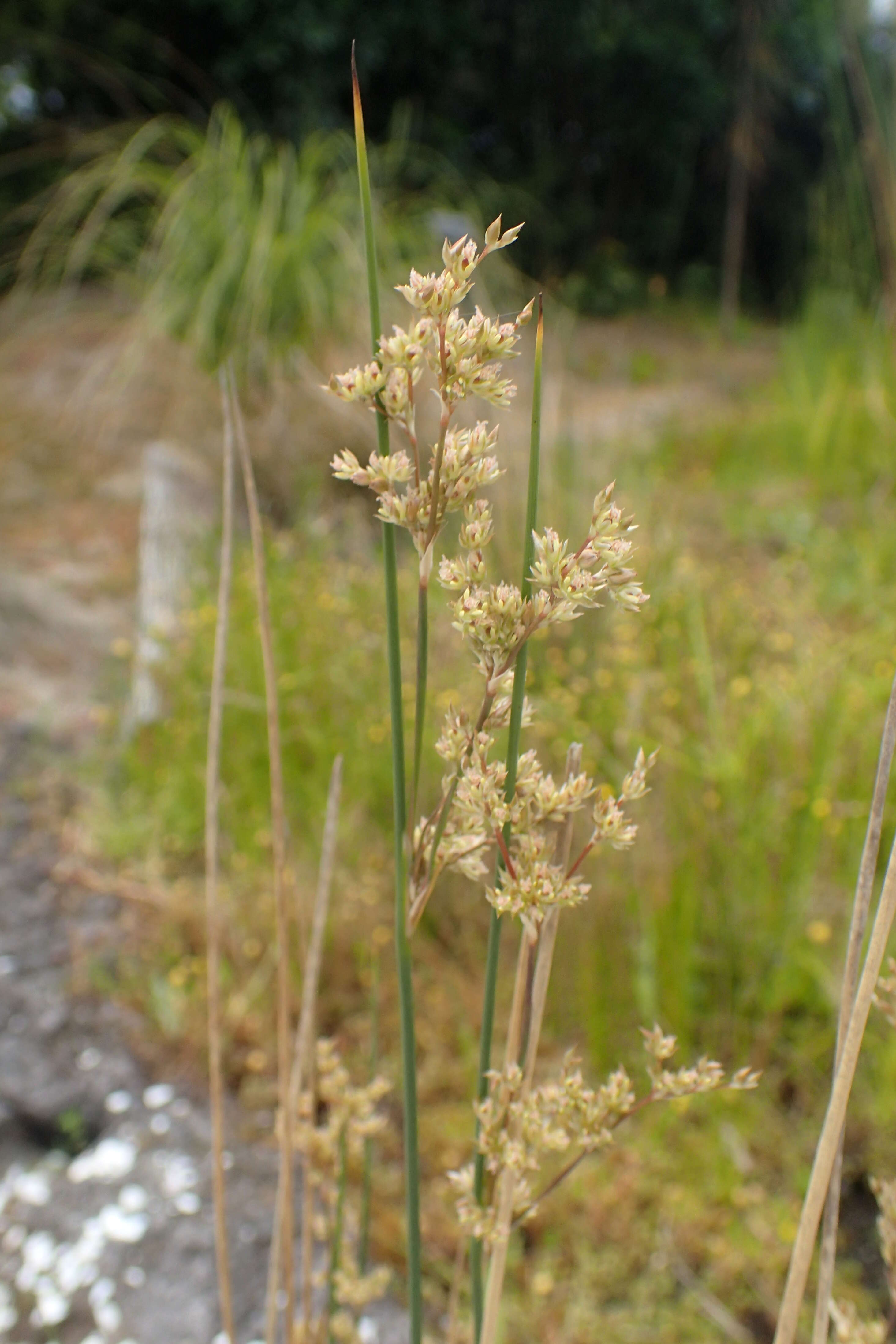 Image of Juncus edgariae L. A. S. Johnson & K. L. Wilson