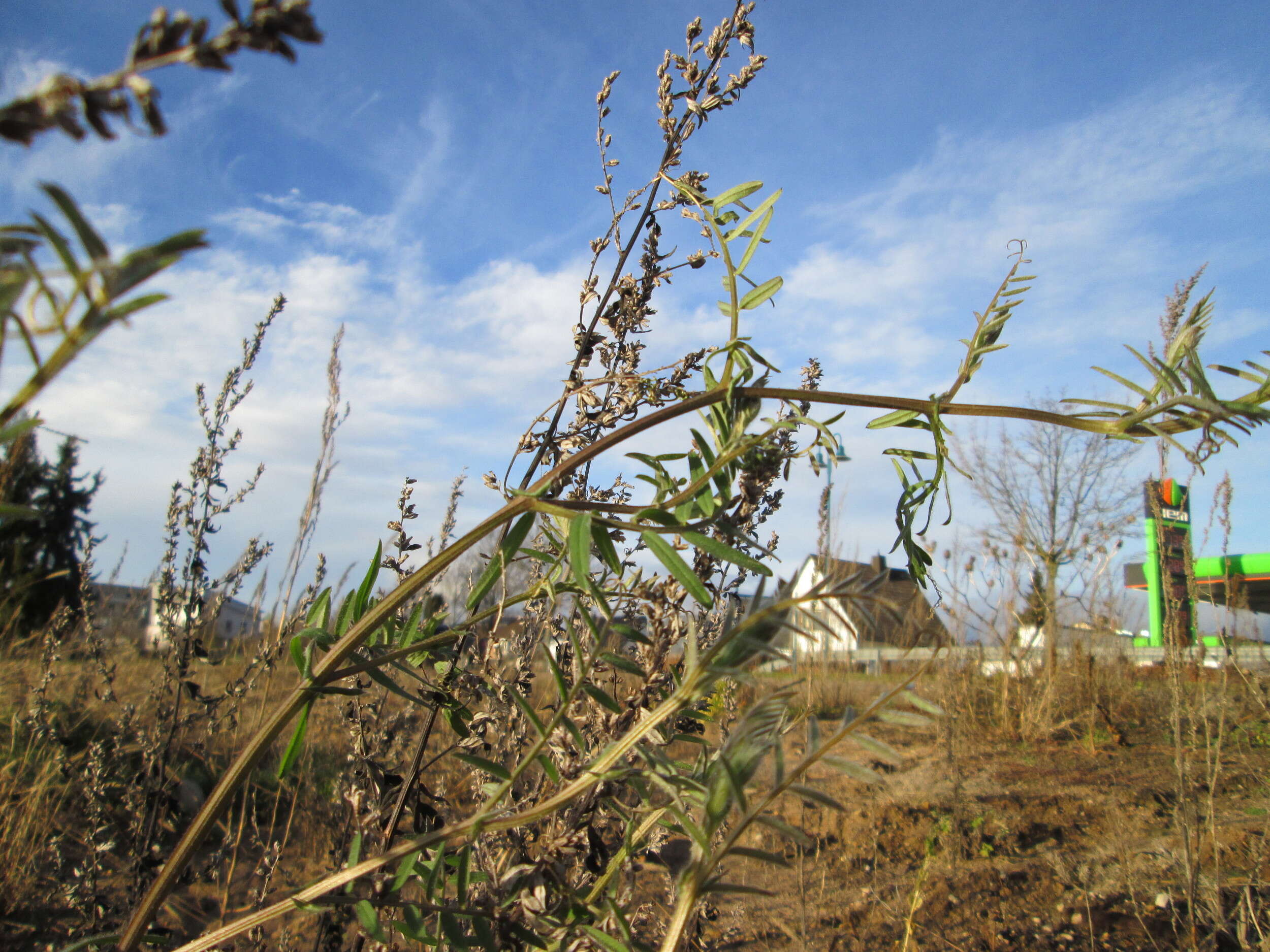 Image of lentil vetch