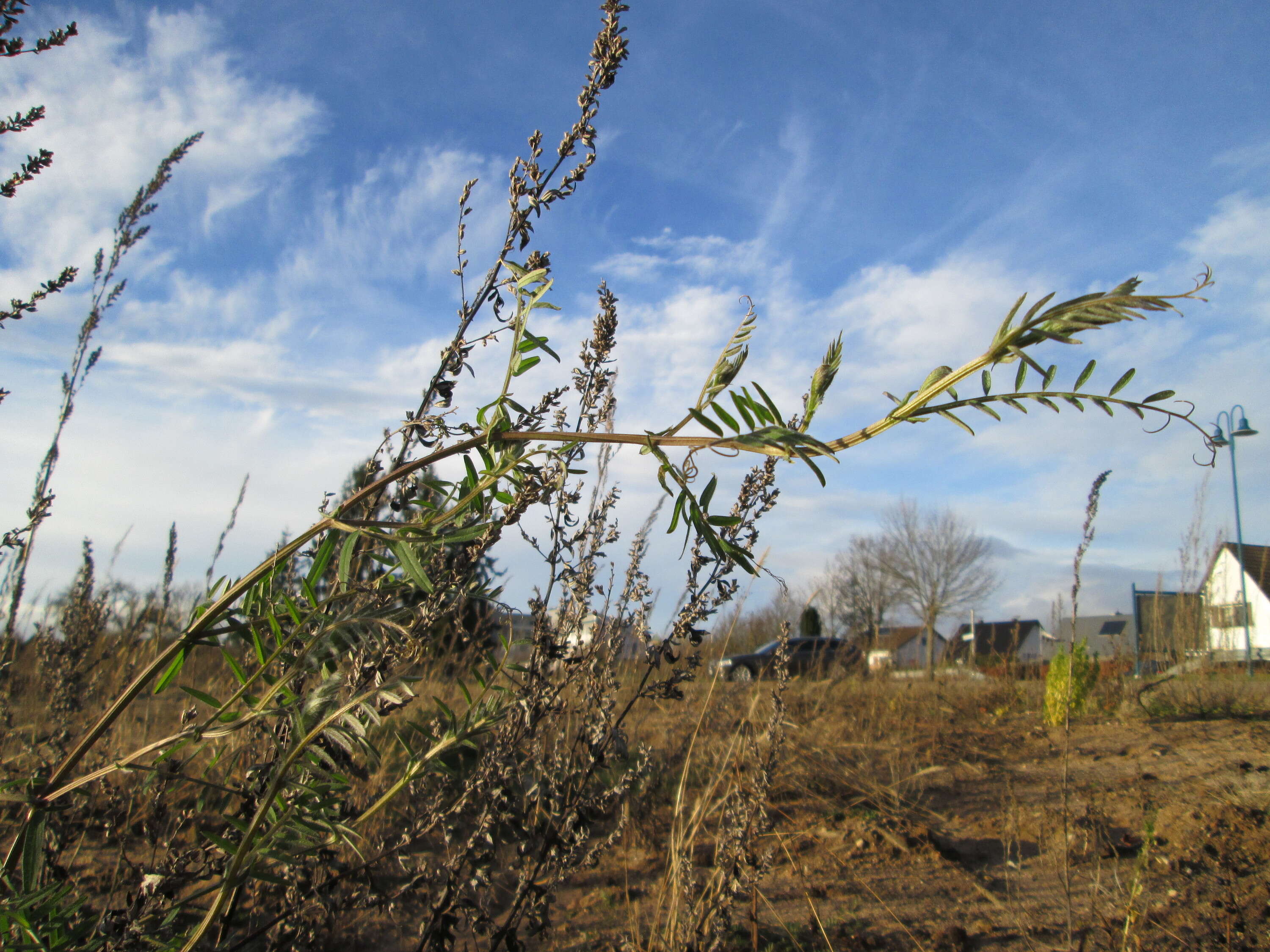 Image of lentil vetch