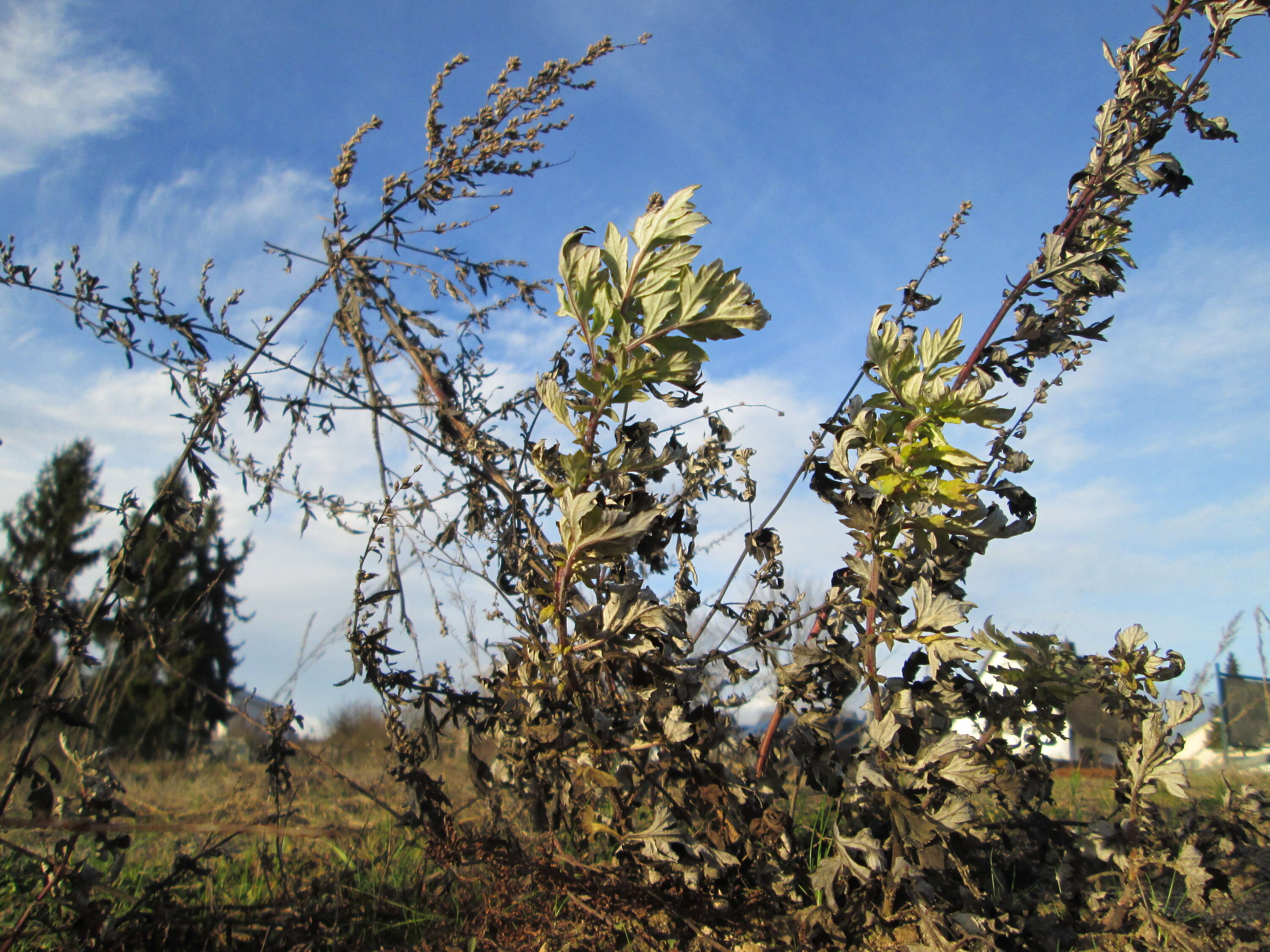 Image of common wormwood