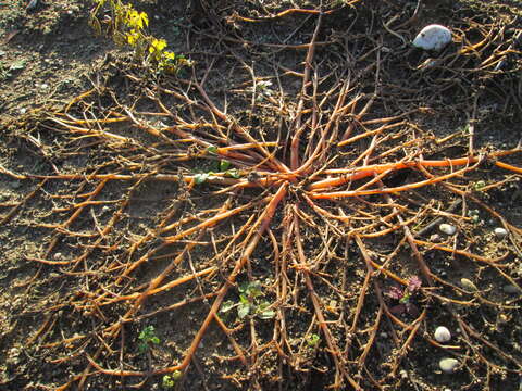 Image of common purslane